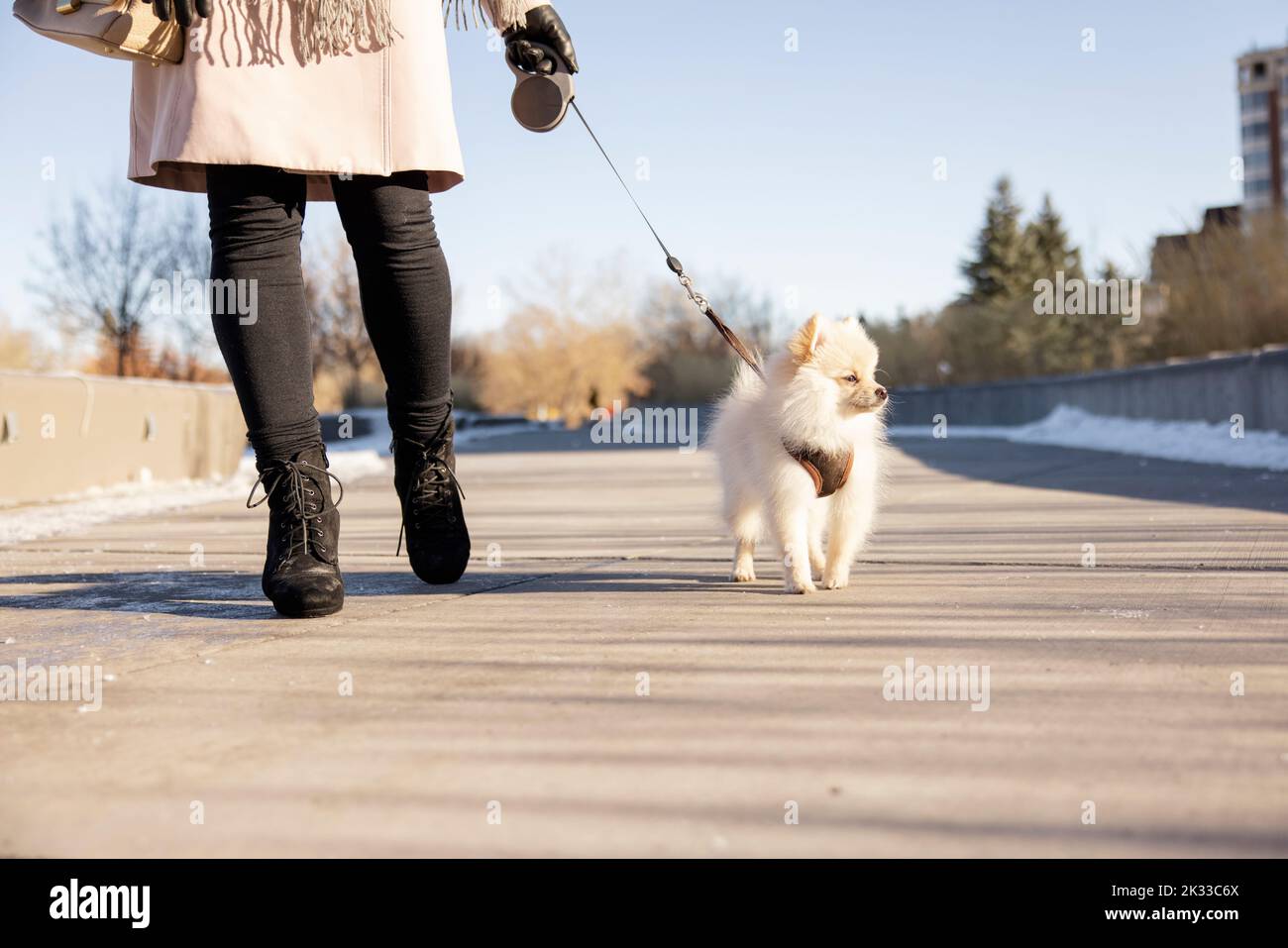 Woman walking cute small dog on leash in sunny winter park Stock Photo