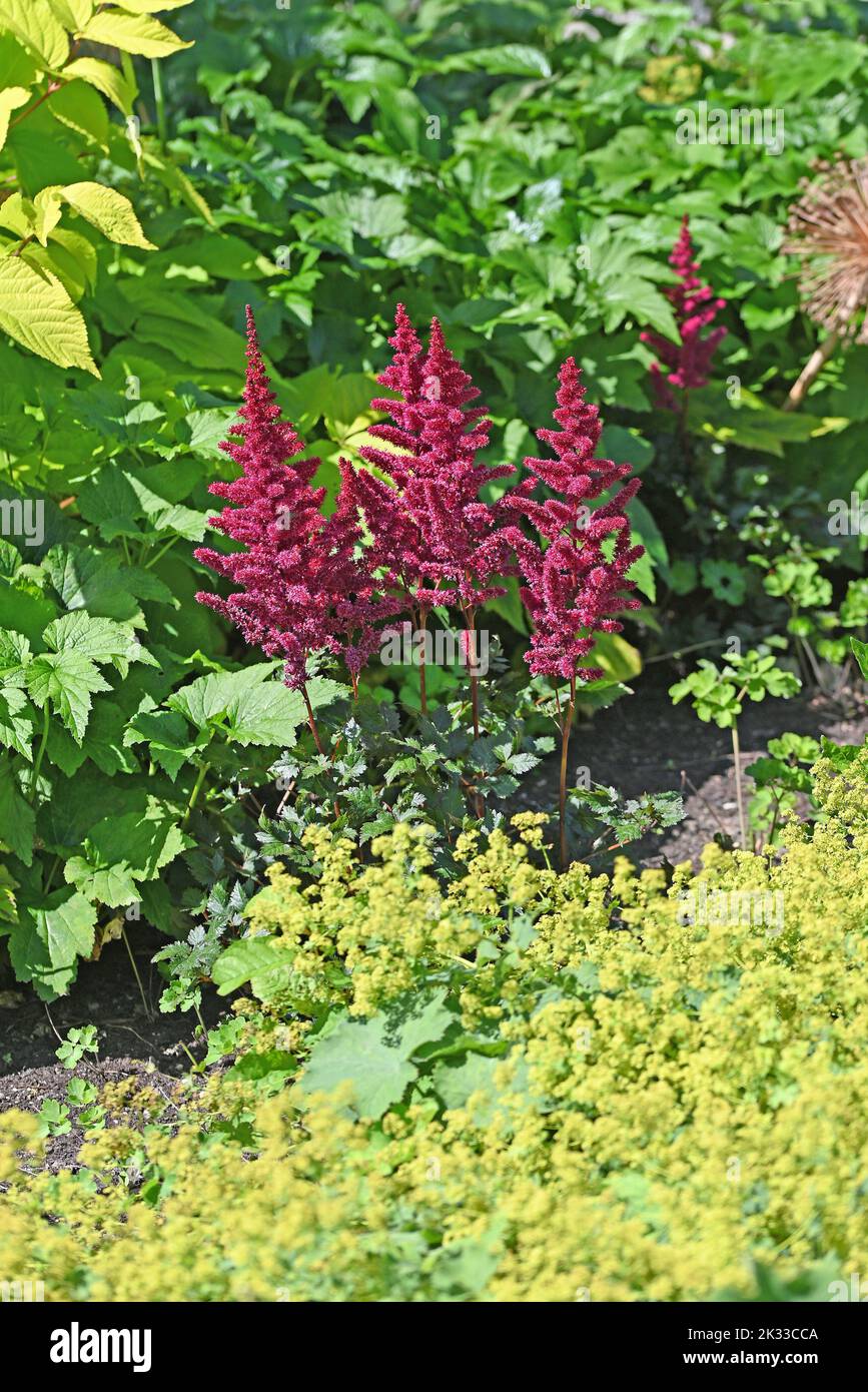Red Astilbe and Alchemilla mollis in the garden. Stock Photo
