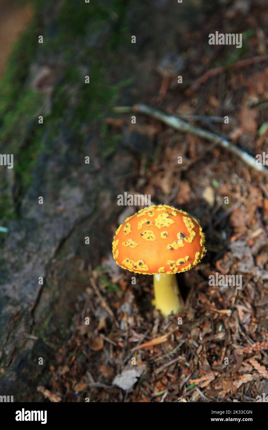 Pilz Kanada / Mushroom Canada / Fungus Stock Photo Alamy