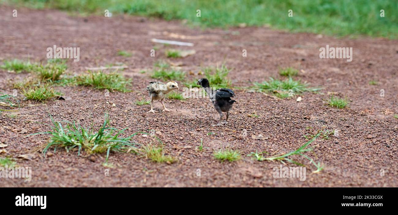 Baby chickens learn to fight each other on a free range farm Stock