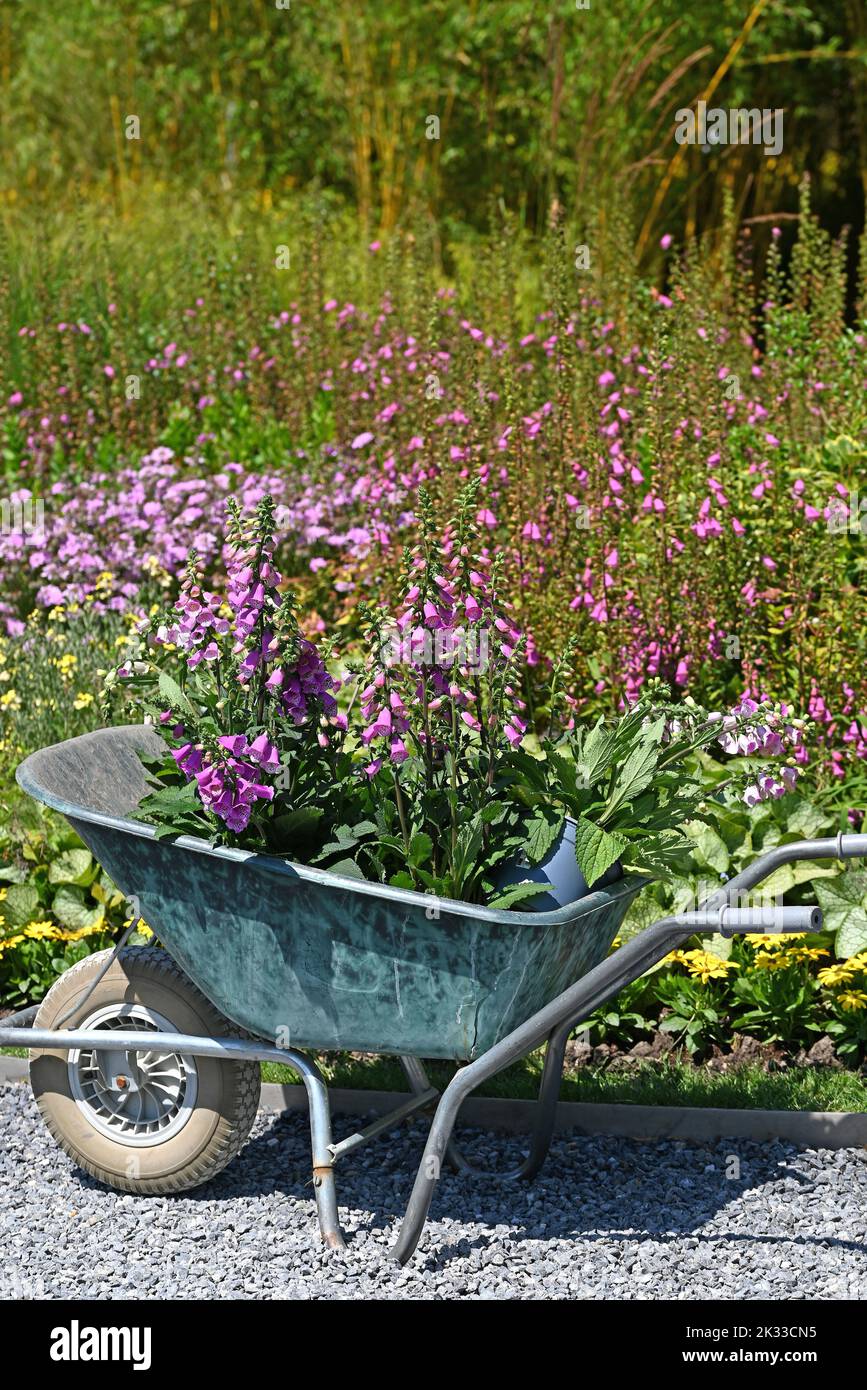 Digitalis plants in a wheel barrow in a perrenial garden. Stock Photo