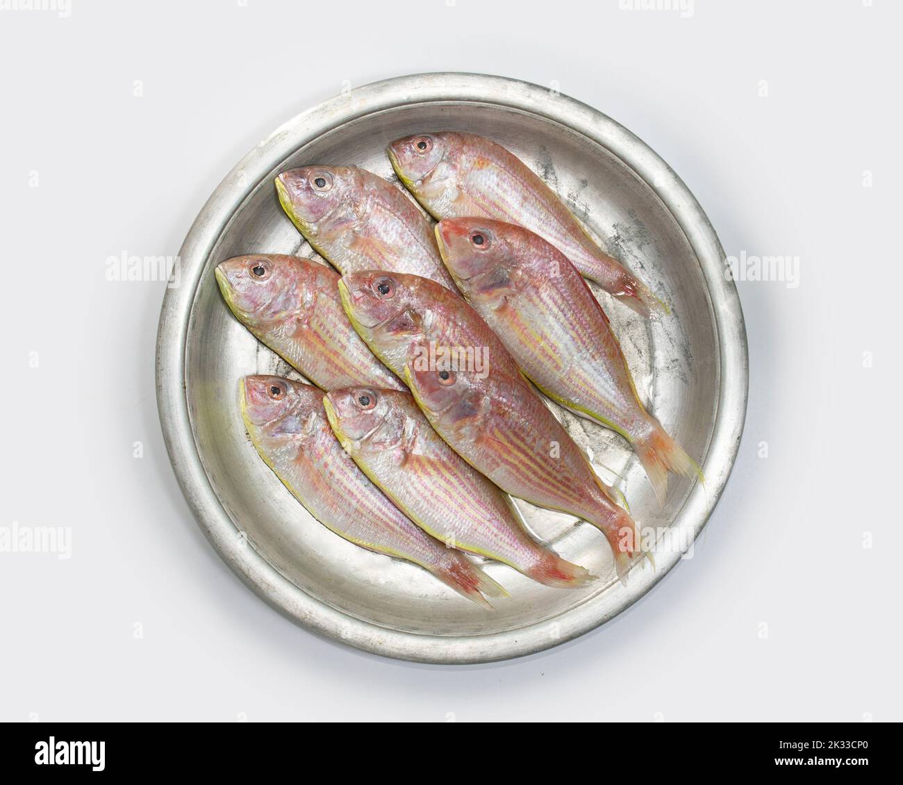 Red croaker, Lal poa, Pama on a tray. seafood. Stock Photo