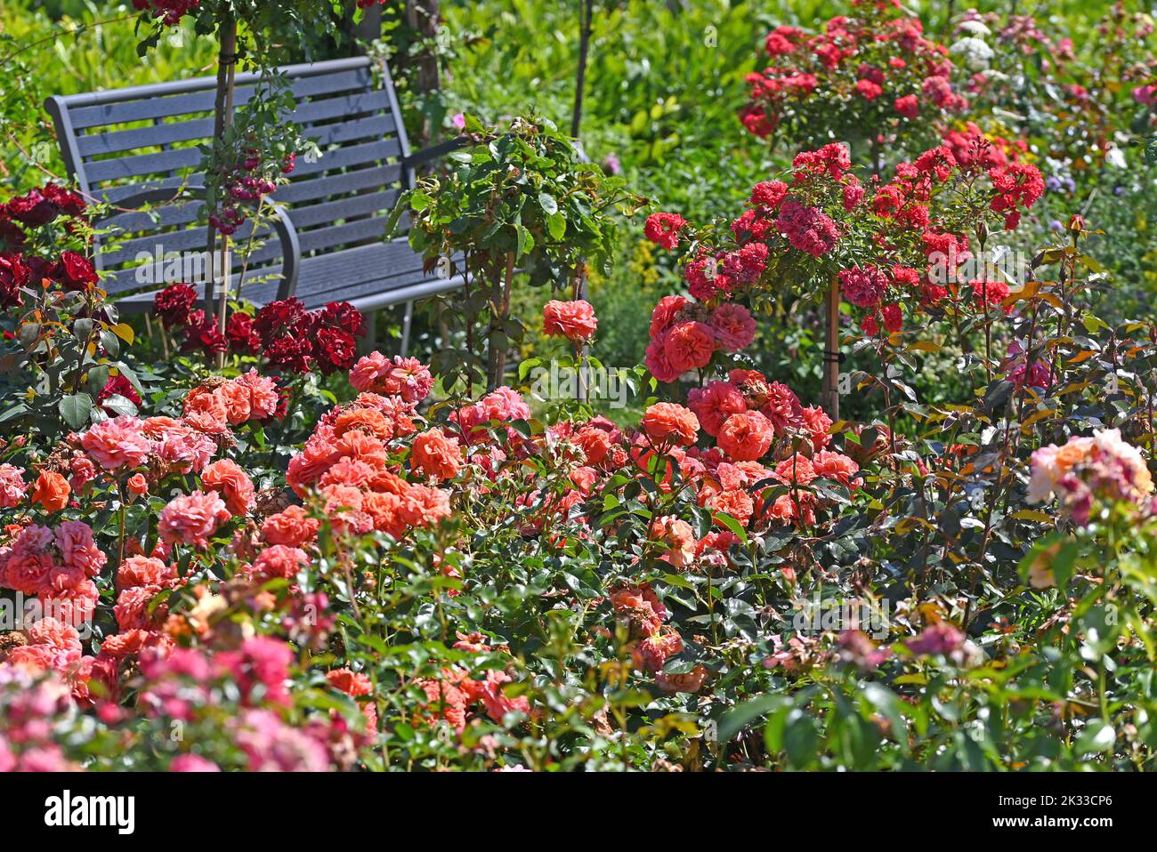Rose garden with all types of roses Stock Photo Alamy
