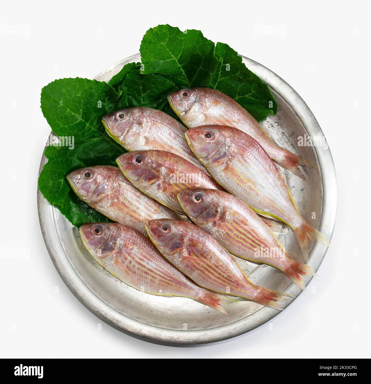 Red croaker, Lal poa, Pama, Poa fish on aluminum tray with pumpkin leaves. seafood. Stock Photo