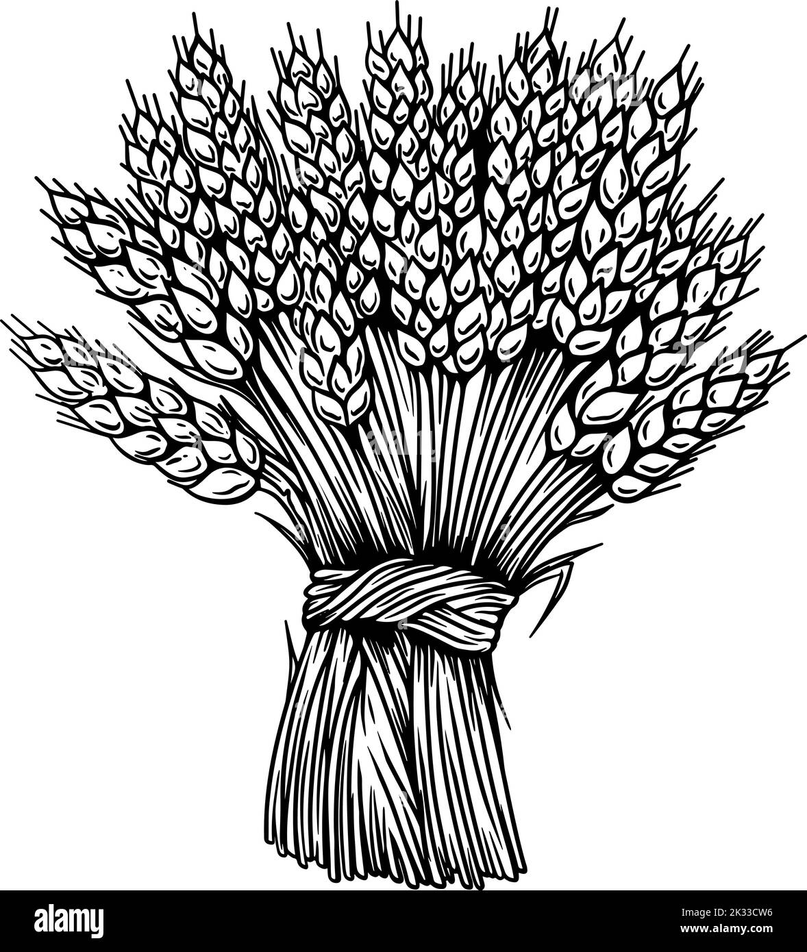 Illustration of sheaf of wheat in engraving style. Design element for