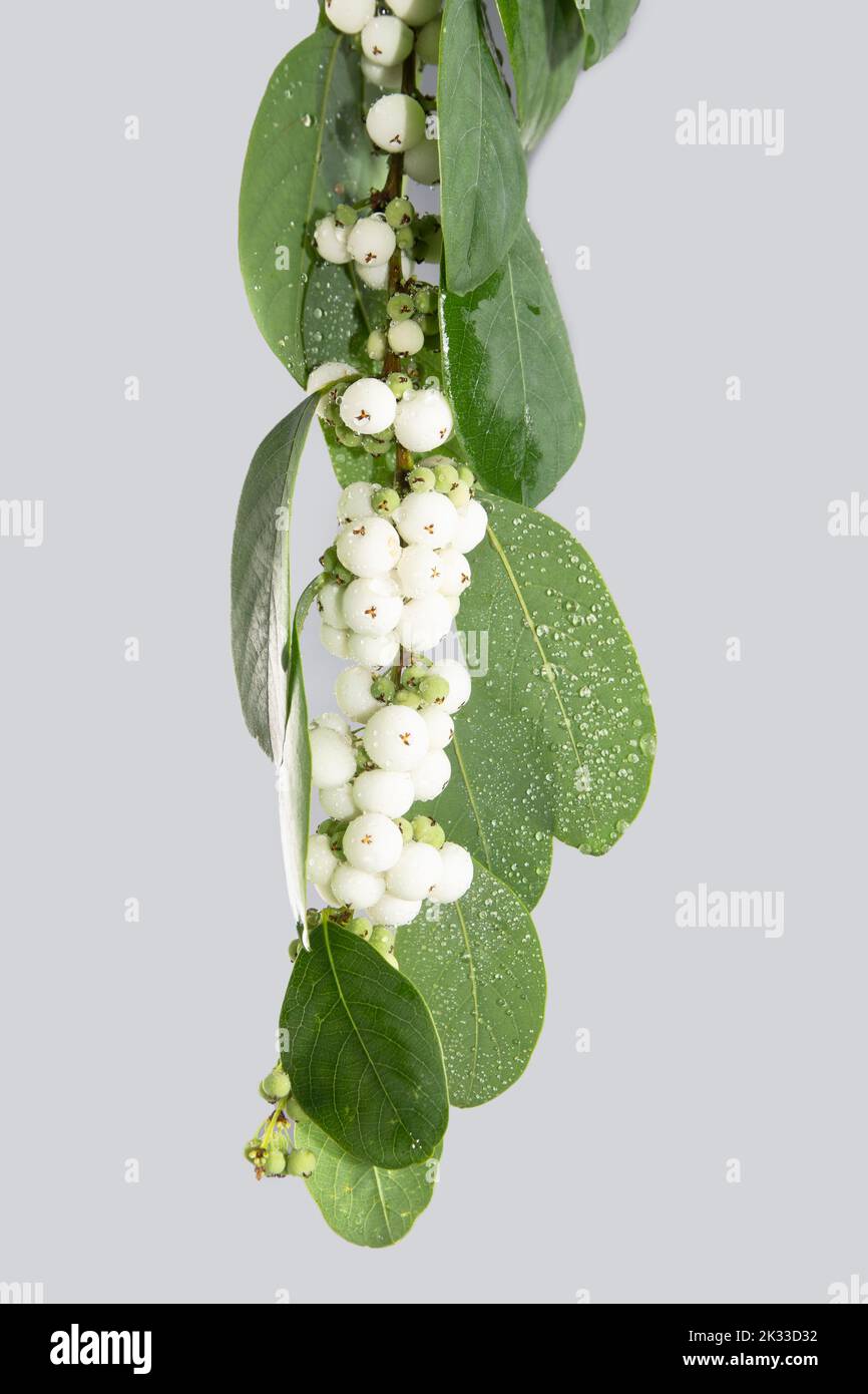 Symphoricarpos, commonly known as the snowberry, waxberry, or ghostberry, is a small genus of deciduous shrubs in the honeysuckle family. studio shoot Stock Photo