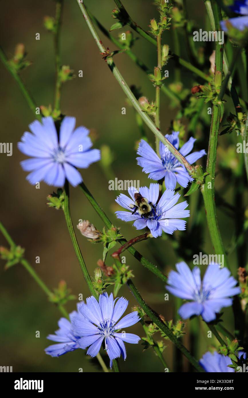 Blume mit Biene / Flower with Bee / Flos et Apiformes Stock Photo - Alamy