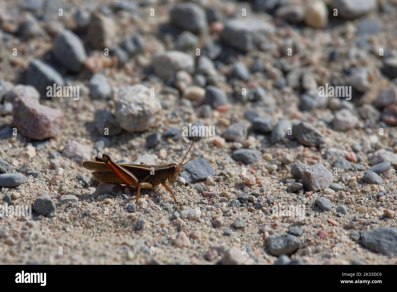 Feldheuschrecke / Acrididae or Grasshopper / Acrididae Stock Photo