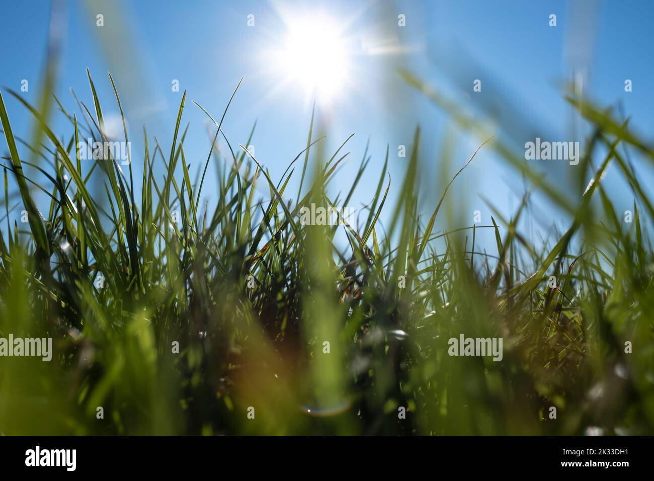 Close-up of green grass against the blue sky and the sun, view from below. Summer meadow. Vacation and rest concept. Stock Photo