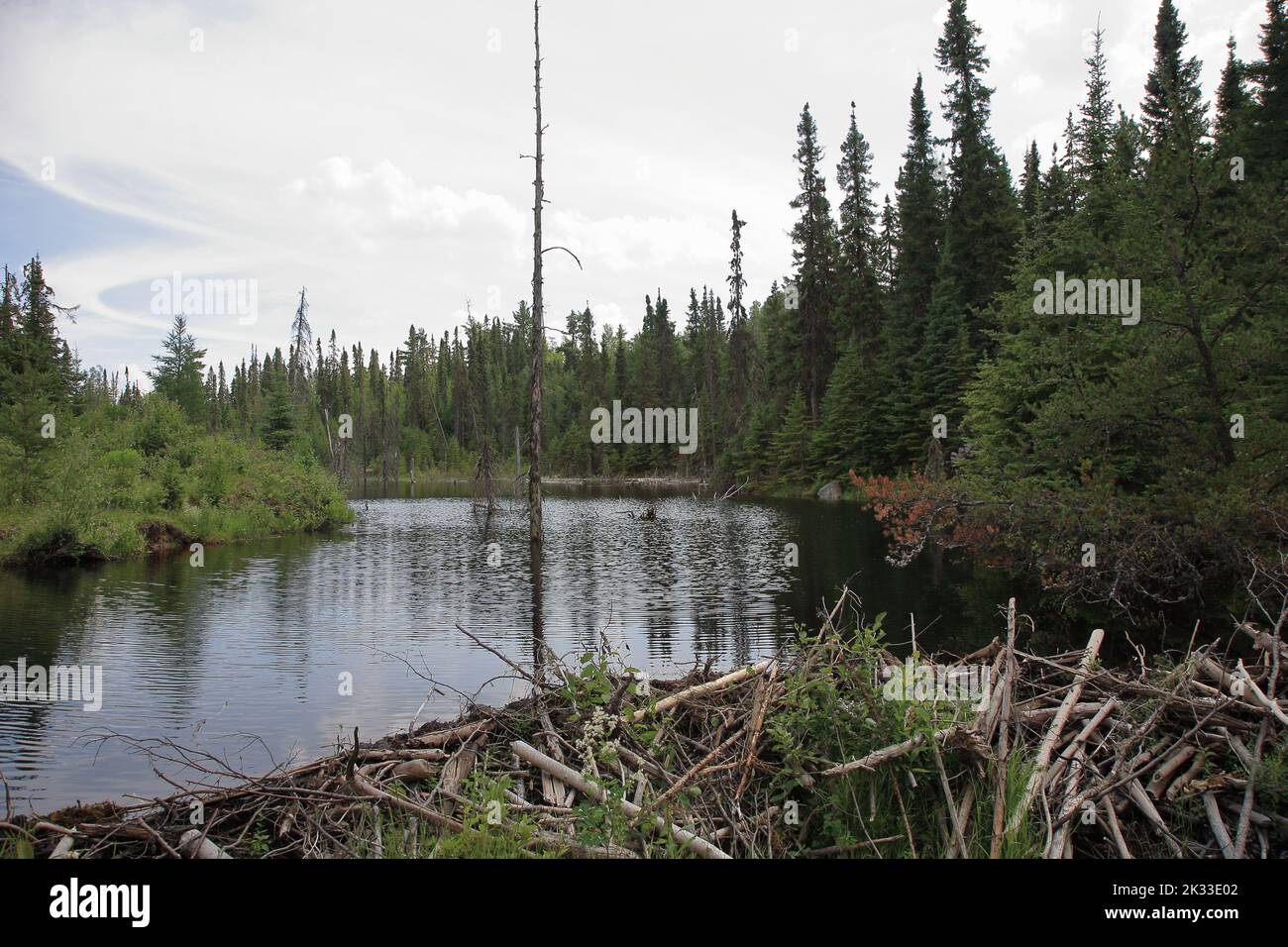 Chapleau Crown Game Preserve Biberbau / Chapleau Crown Game Preserve Beaver Lodge Stock