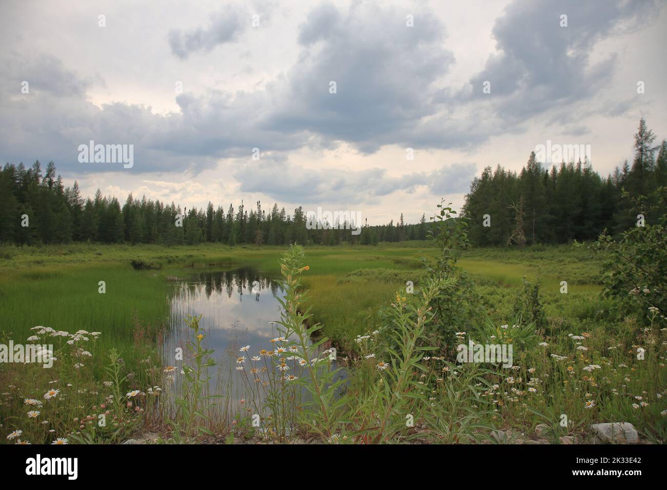Chapleau Crown Game Preserve / Chapleau Crown Game Preserve Stock Photo