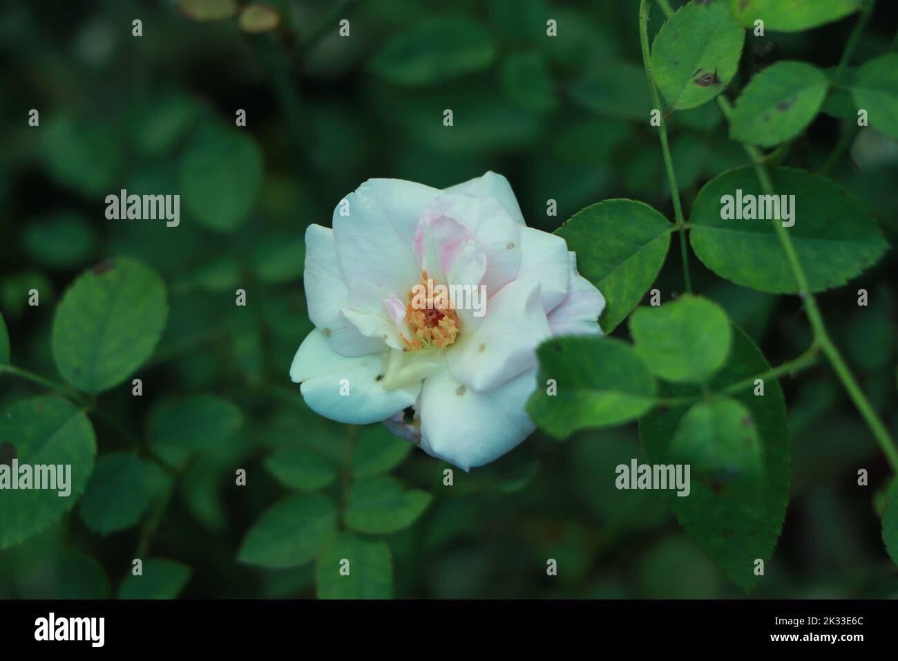 White rose flower with green leaf on background, soft light with selective focus Stock Photo