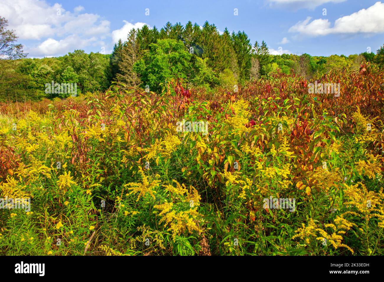 An old fiield meadow in late summer at the Varden Conservation Area in Wayne County, Pennsylvania Stock Photo