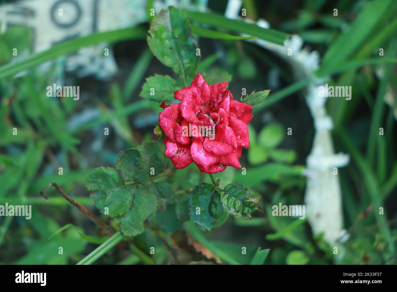 Rose branch as a symbol of love hi-res stock photography and images - Alamy