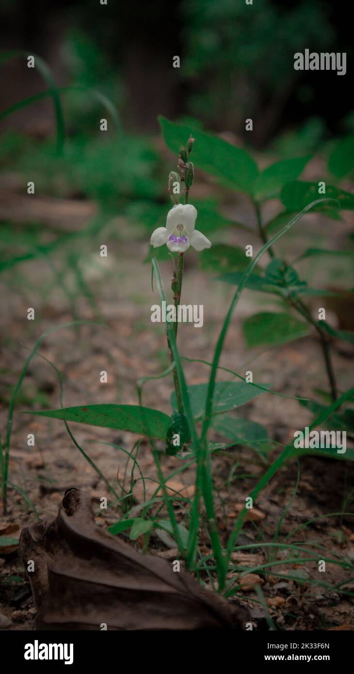 A vertical shot of a blooming asystasia gangetica Stock Photo