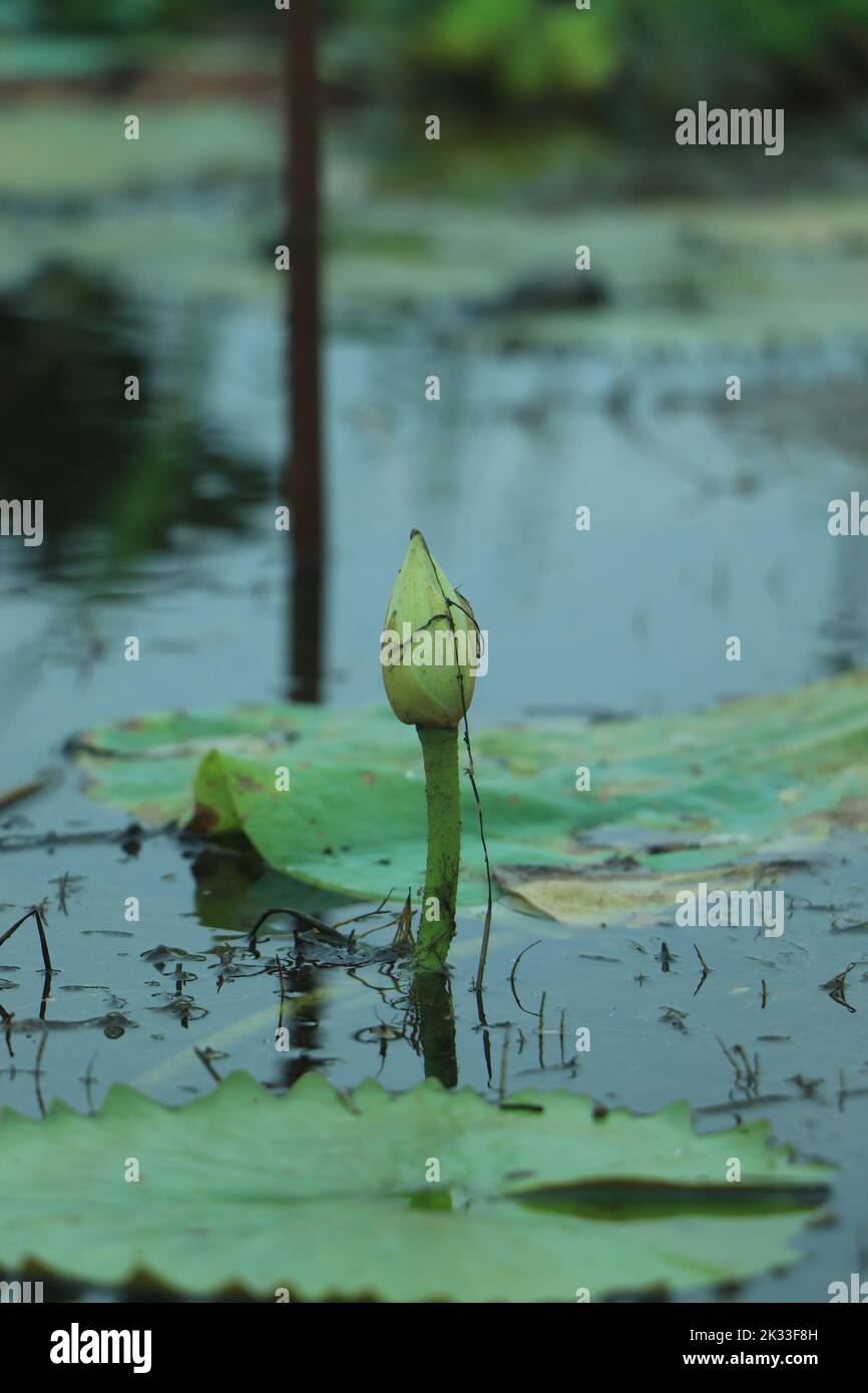 A lotus flower in early puberty, buds Stock Photo