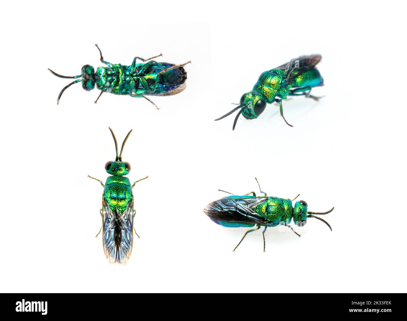Group of metallic cuckoo wasp (Chrysididae) isolated on white background. Insect. Animals. Stock Photo