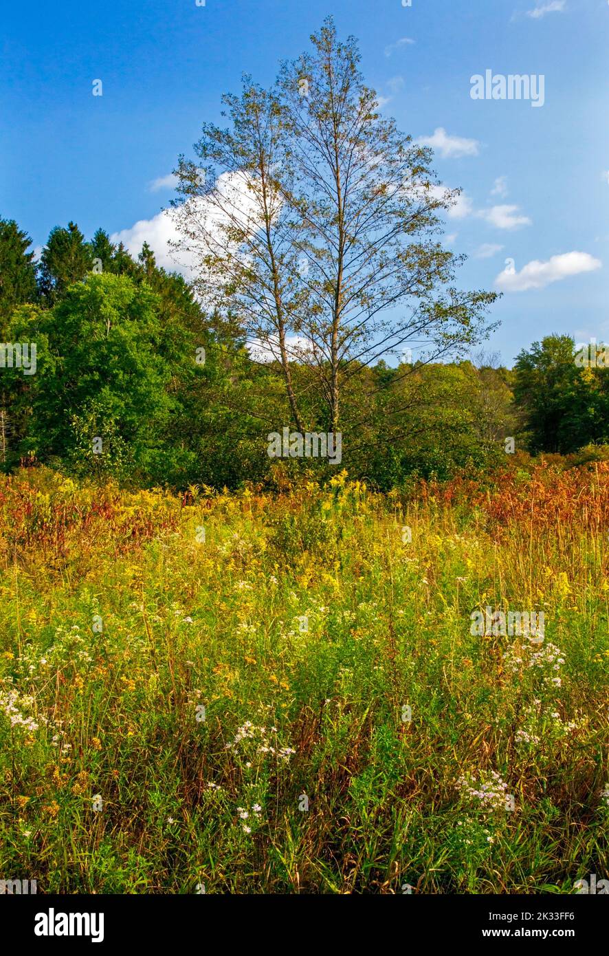 An old fiield meadow in late summer at the Varden Conservation Area in Wayne County, Pennsylvania Stock Photo