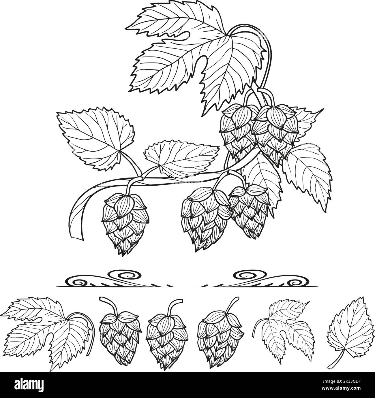 Hops set. Collection of hop decorative elements, leaves and cones, for