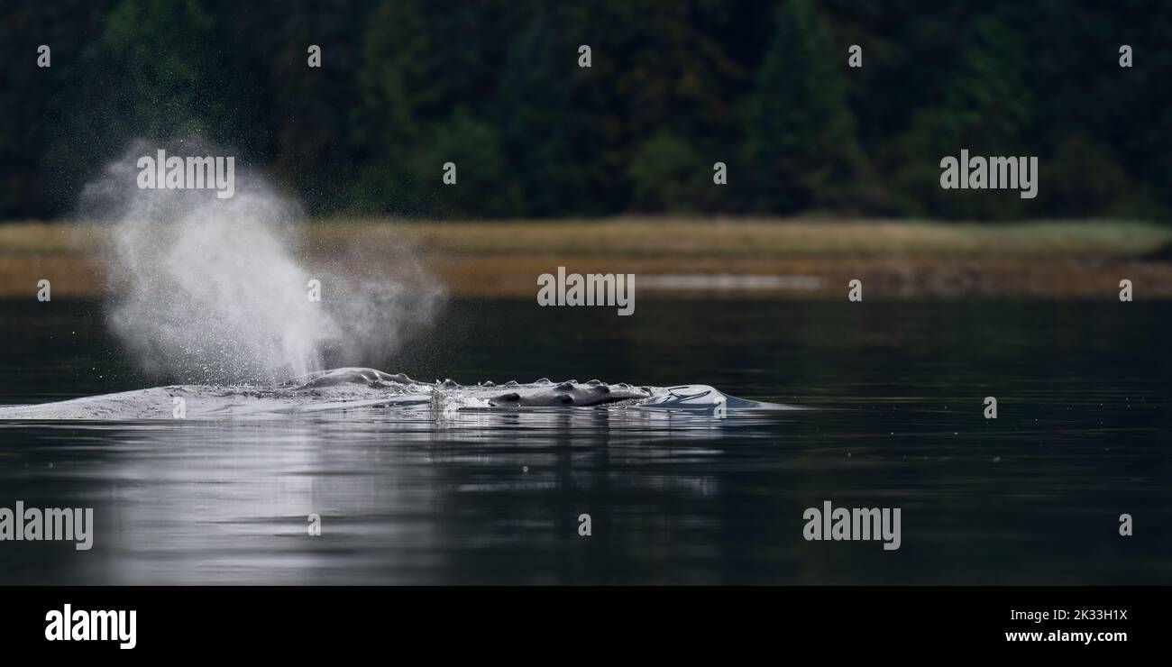 Bumpy head hi-res stock photography and images - Alamy