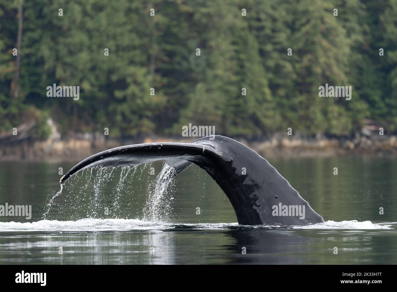 Humpback whale tail out water hi-res stock photography and images - Alamy