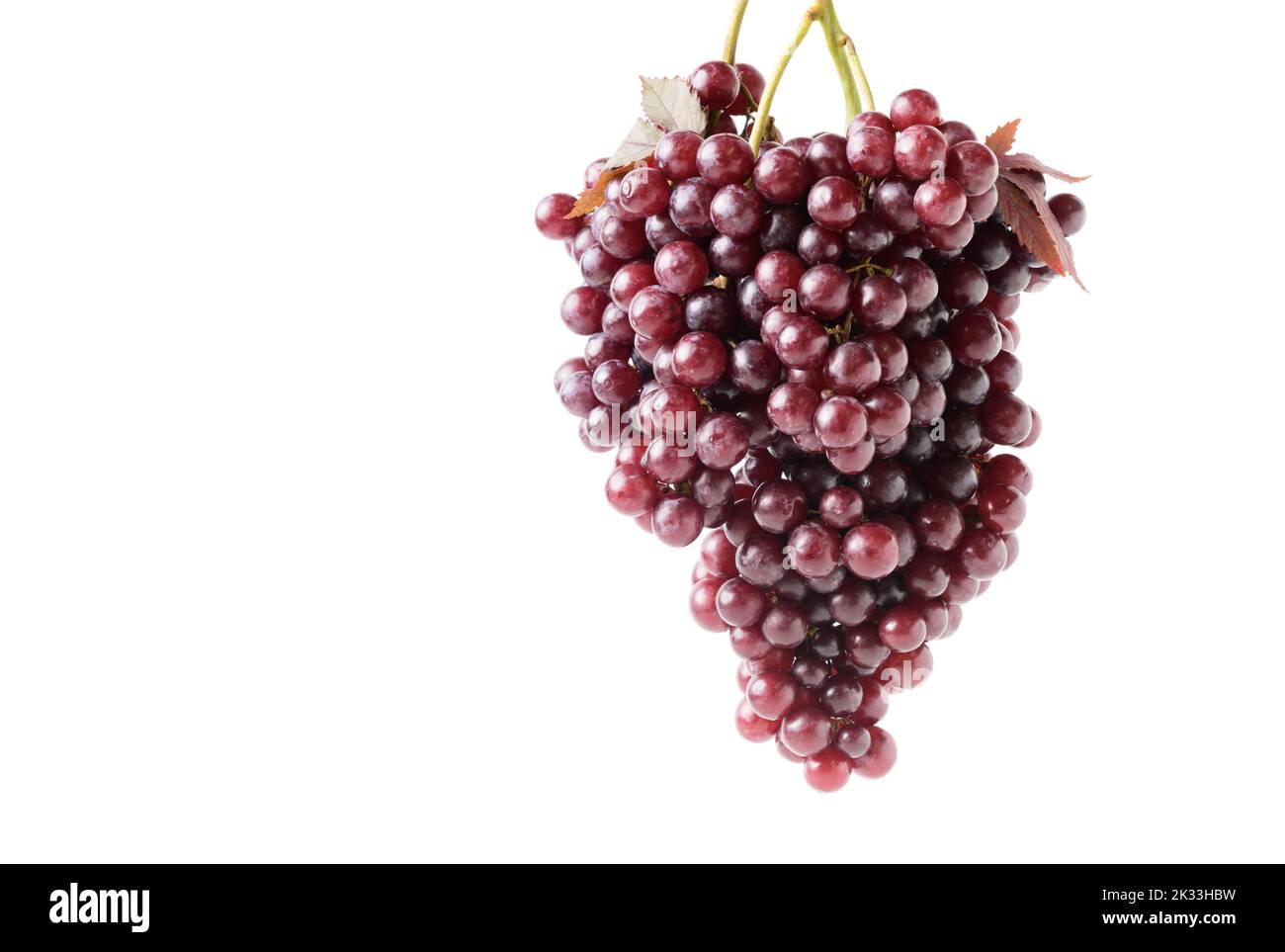 Champagne grapes isolated on white background.Champagne grapes are very