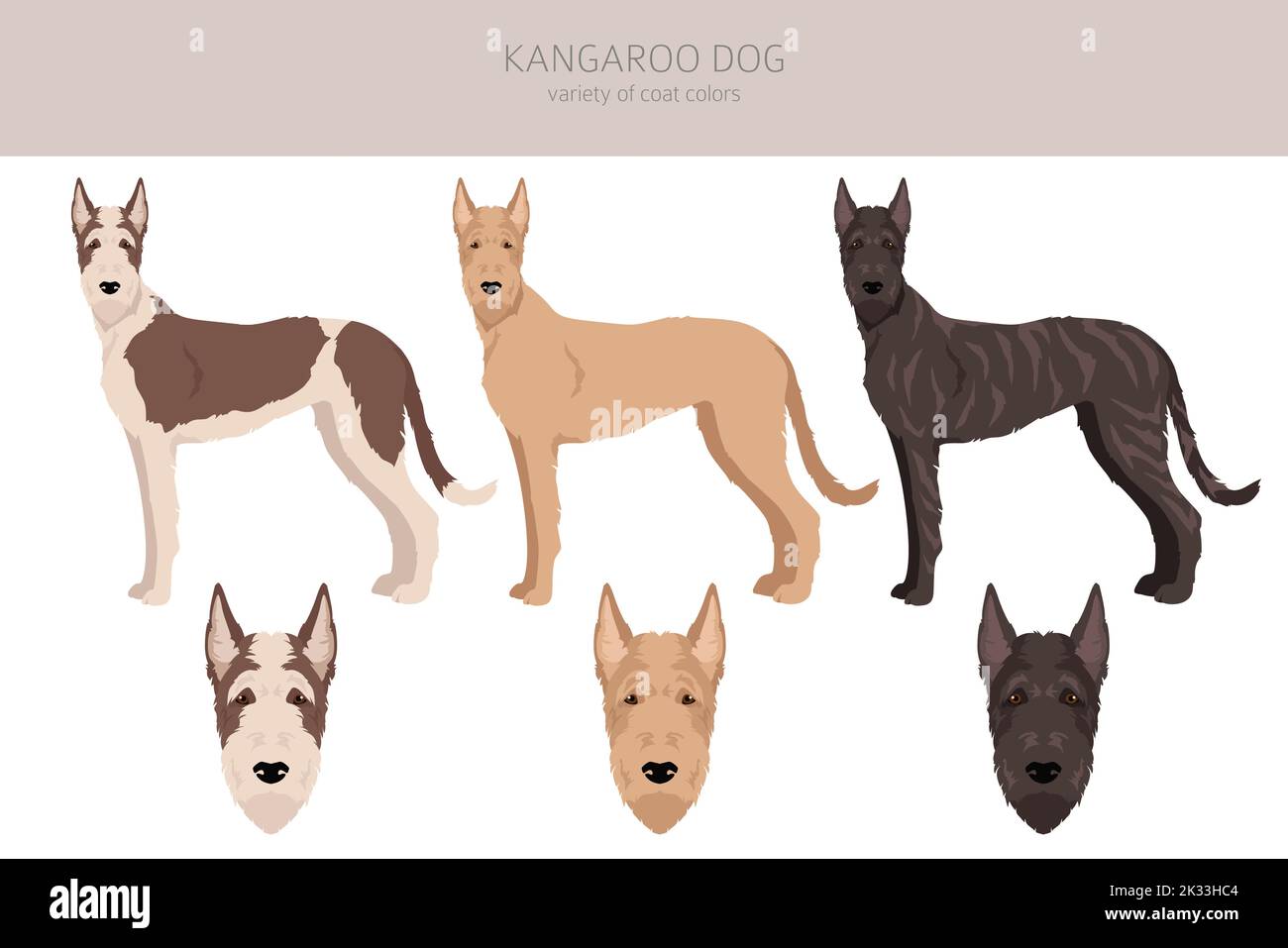 Kangaroo dog clipart. Different coat colors set.  Vector illustration Stock Vector