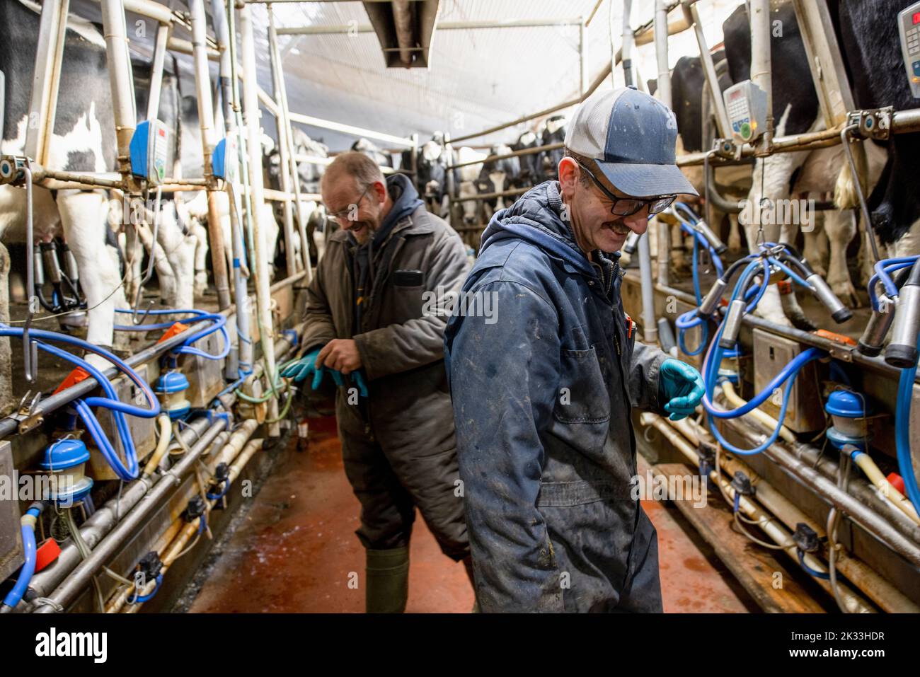 Farm hands working at milking station in dairy farm Stock Photo Alamy