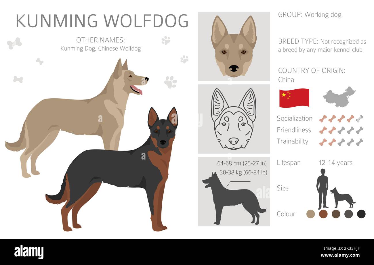 Kunming wolfdog clipart. Different coat colors set.  Vector illustration Stock Vector