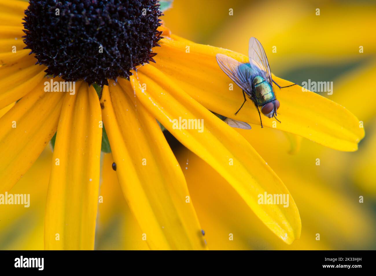 At dawn a common housefly waits for the sun to  warm them on the petal of a black-eyed susan. Stock Photo