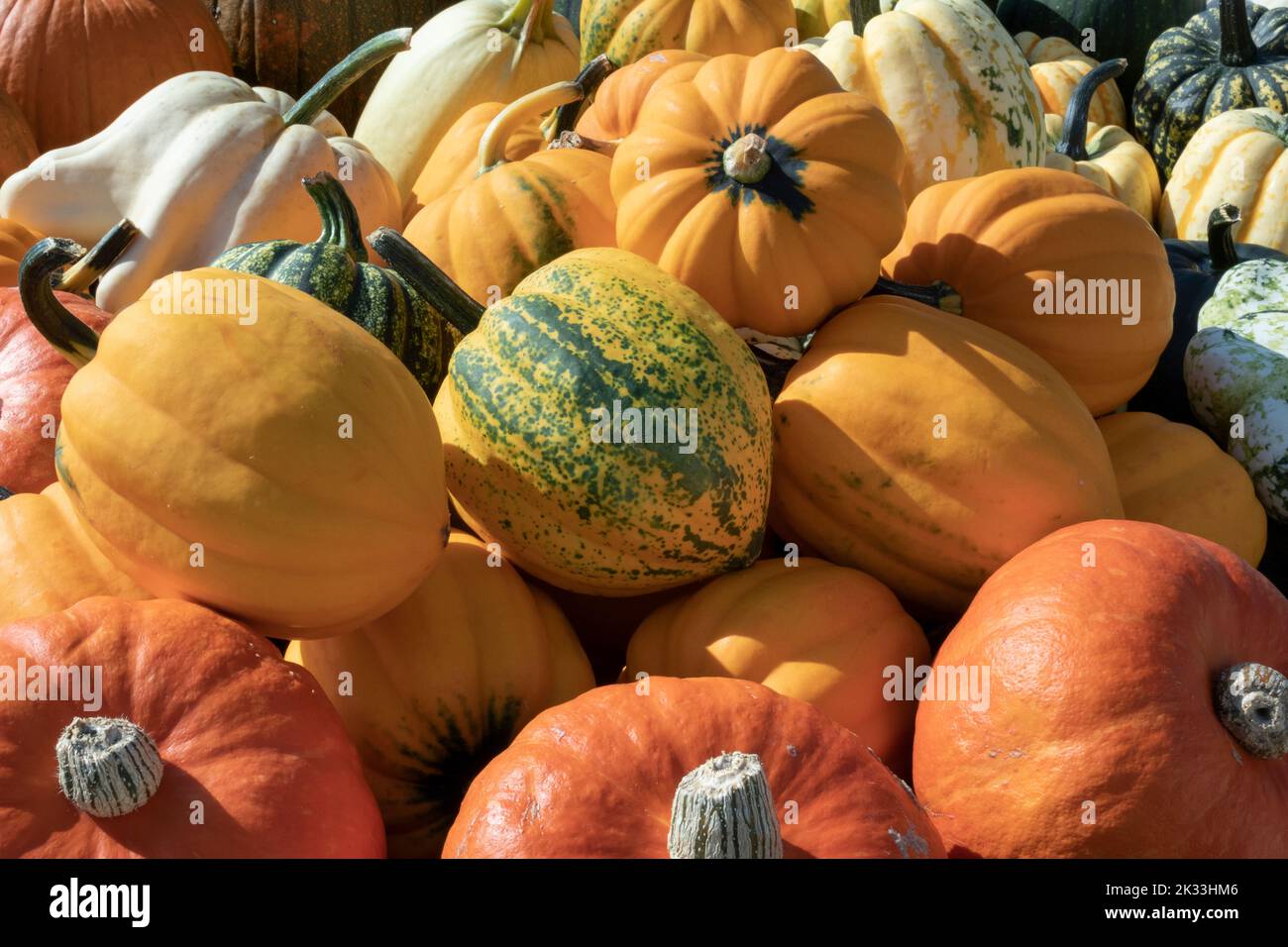 Variation of fresh whole halloween pumpkins close up outdoors in autumn sunlight Stock Photo