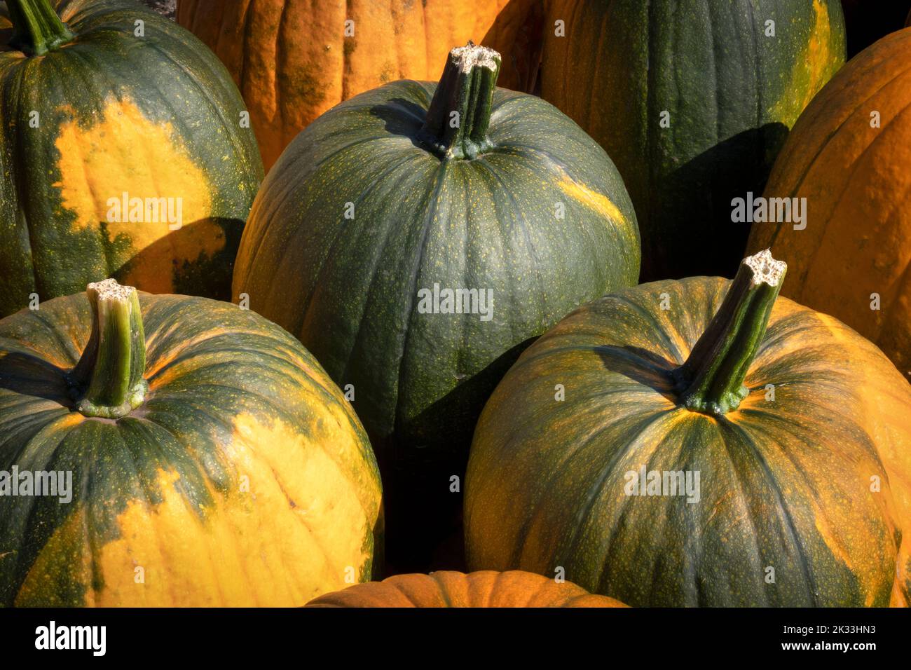 Group of fresh picked autumn pumpkins close up outdoors Stock Photo - Alamy