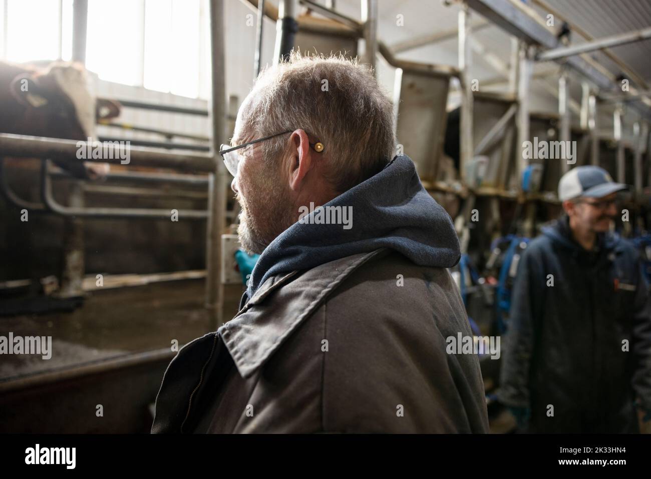 Farmer working at milking station in dairy farm Stock Photo Alamy
