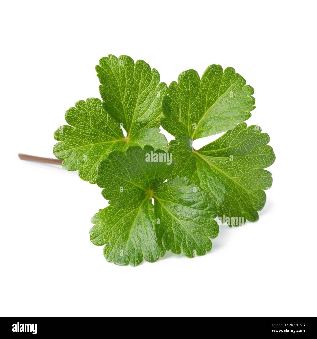 Twig of Scots Lovage plant isolated on white background Stock Photo