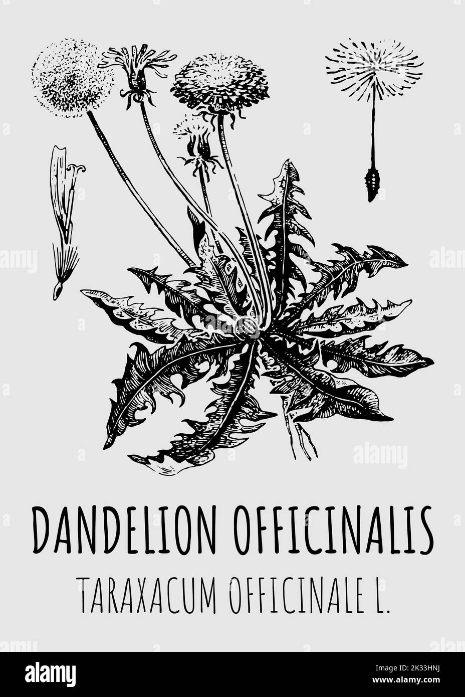 Vector drawings of dandelion. Hand drawn illustration. Latin name Taraxacum officinale. Stock Photo