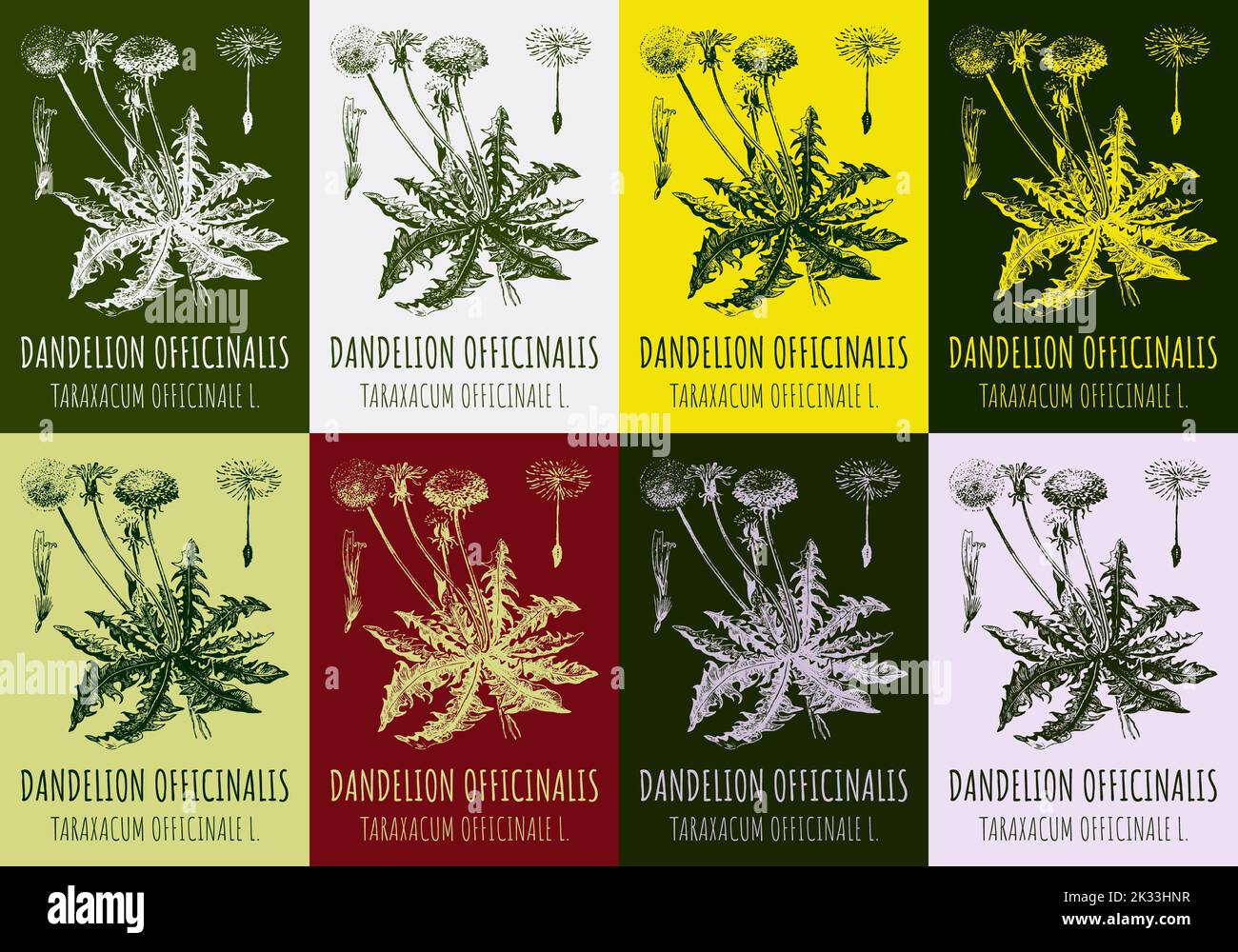 Set of vector drawings of dandelion in different colors. Hand drawn illustration. Latin name Taraxacum officinale. Stock Photo