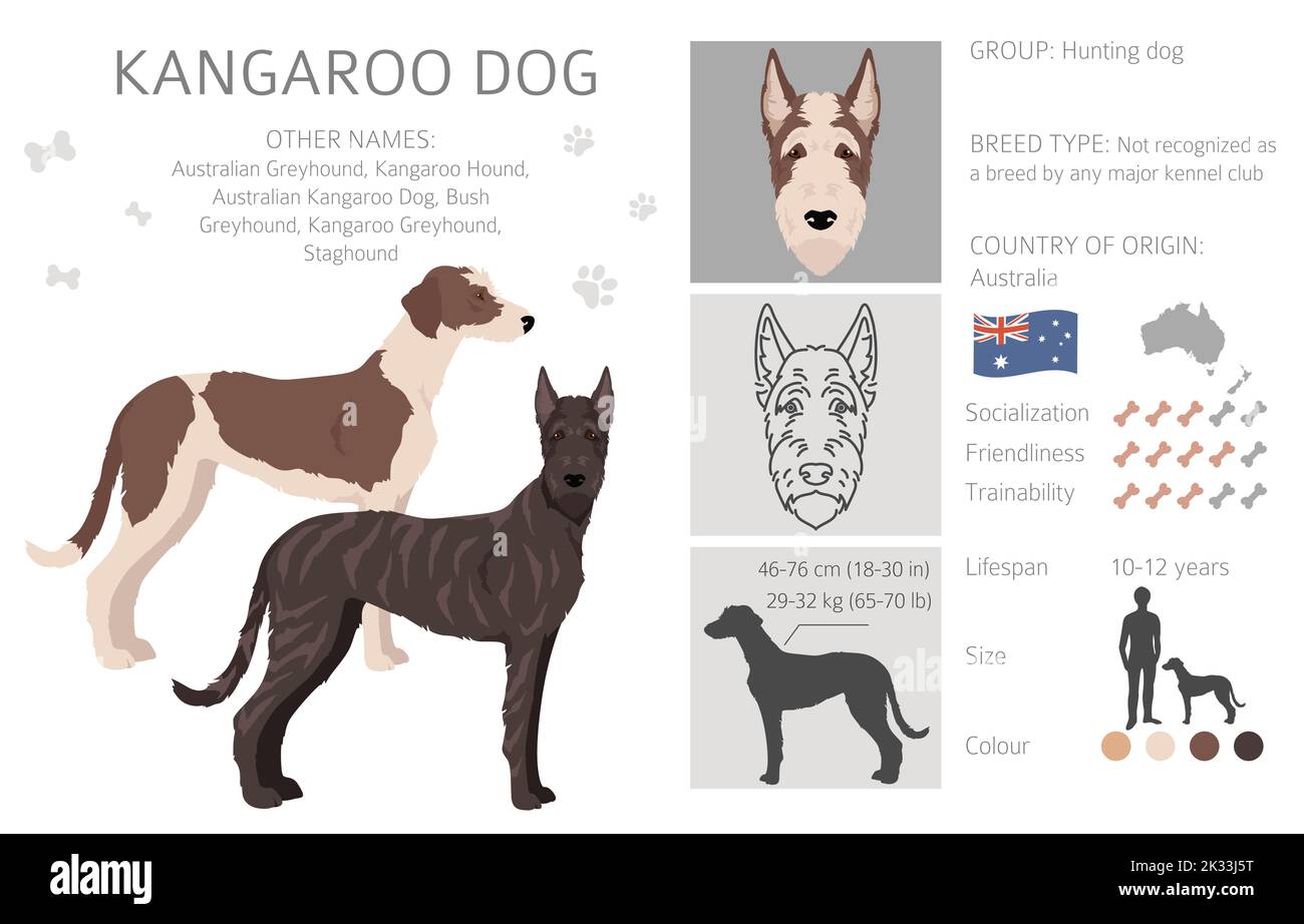 Kangaroo dog clipart. Different coat colors set.  Vector illustration Stock Vector