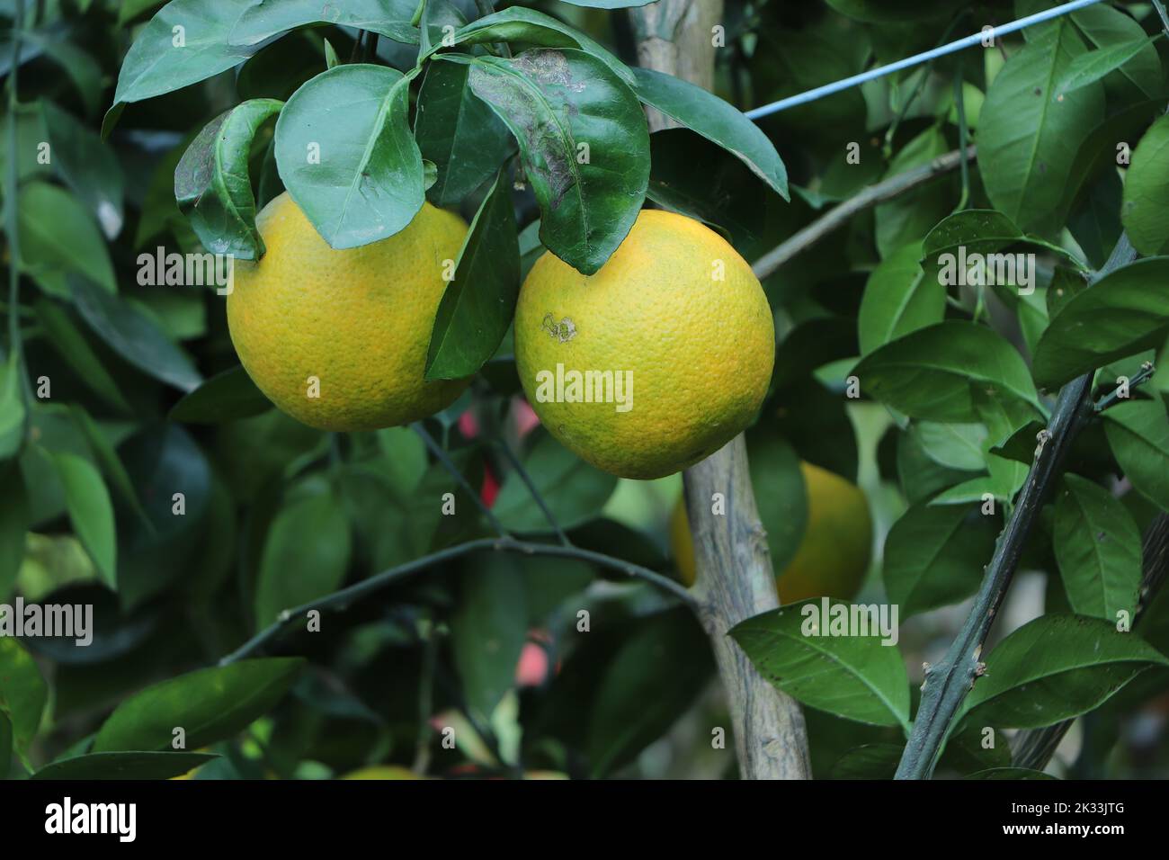 oranges branch with green leaves on tree Stock Photo
