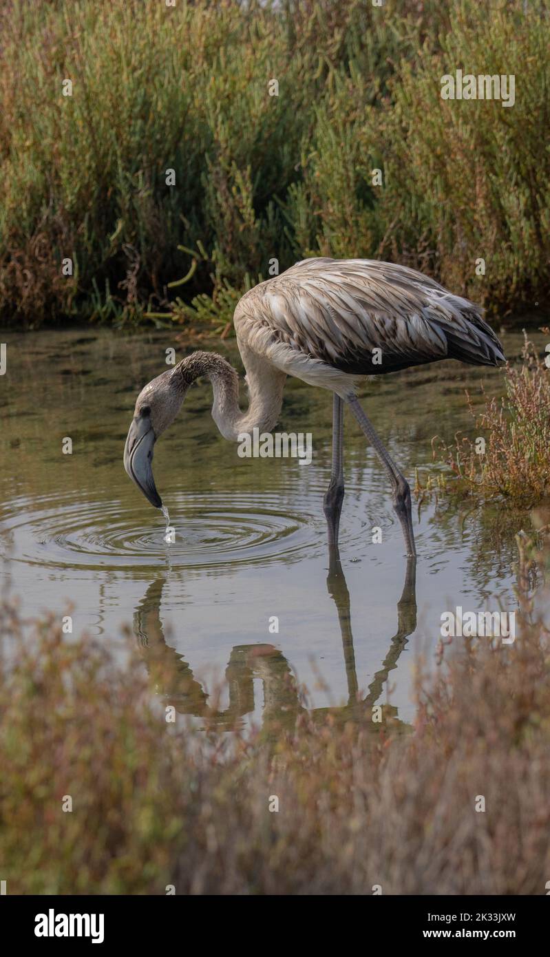young flamingo in its natural environment Stock Photo