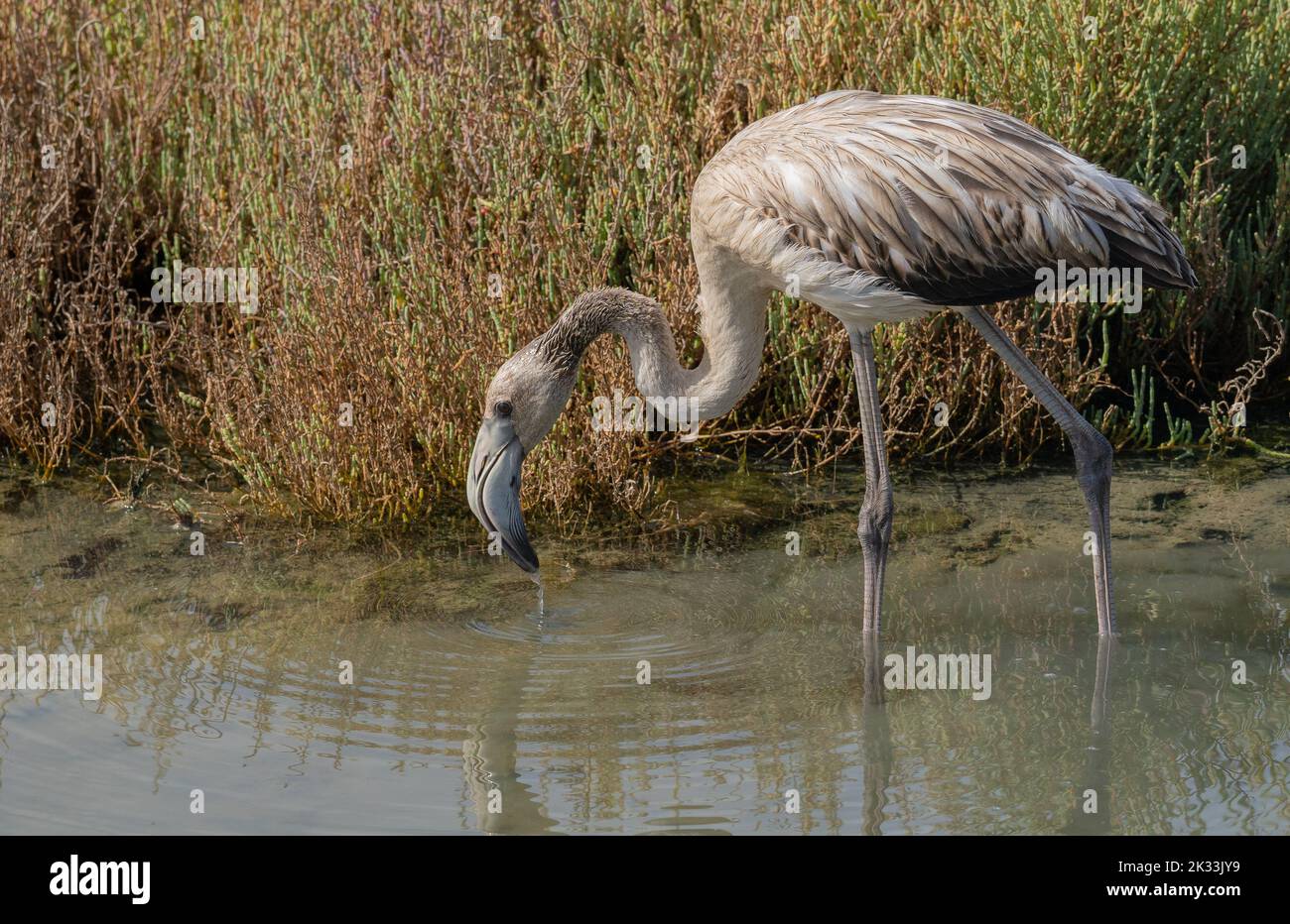 young flamingo in its natural environment Stock Photo
