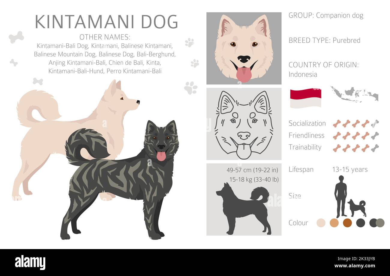 Kintamani dog hi-res stock photography and images - Alamy