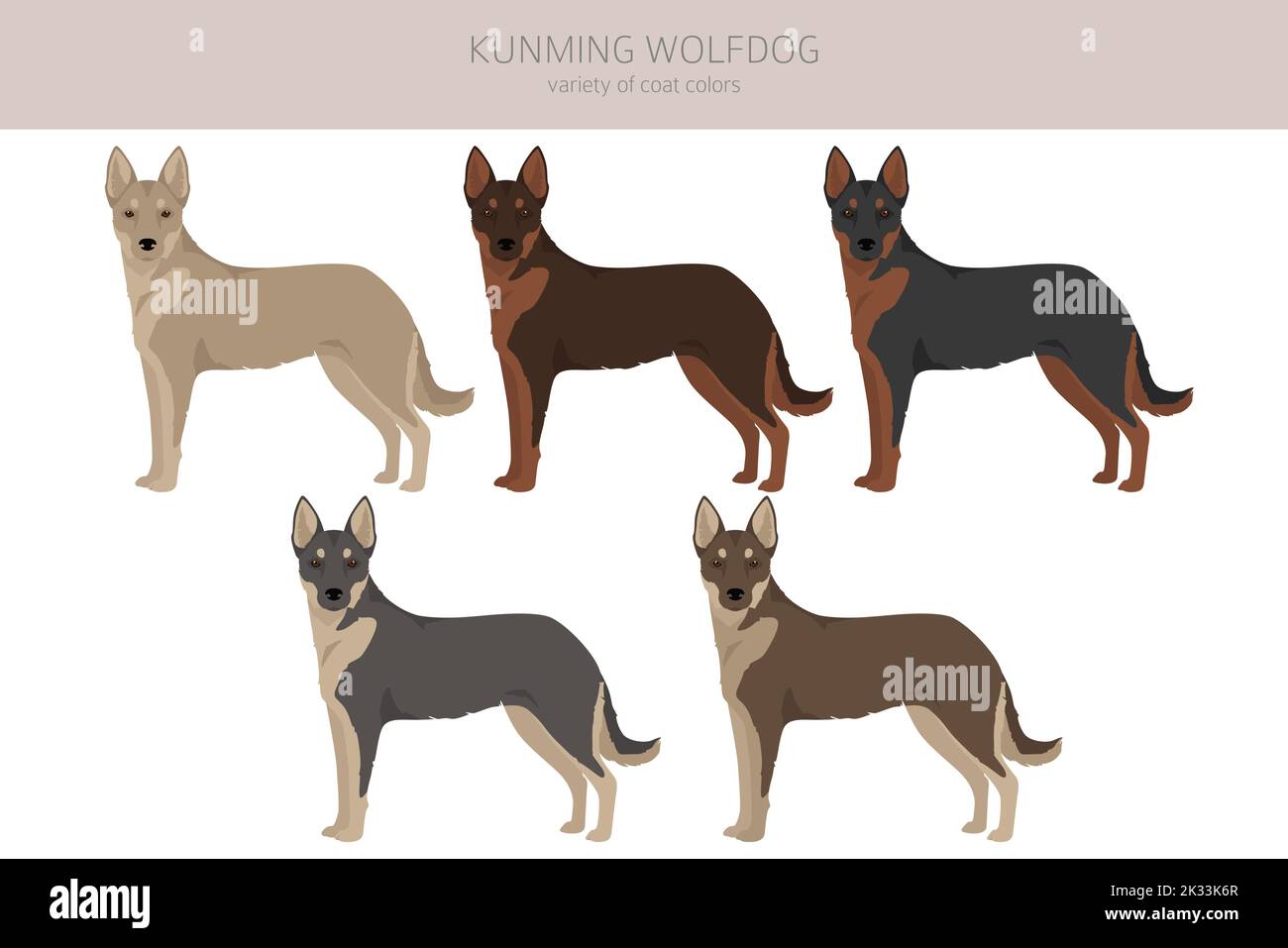 Kunming wolfdog clipart. Different coat colors set.  Vector illustration Stock Vector