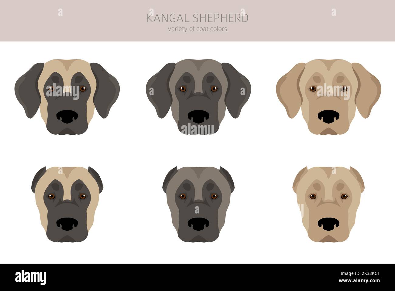 Kangal Shepherd dog clipart. Different coat colors set.  Vector illustration Stock Vector