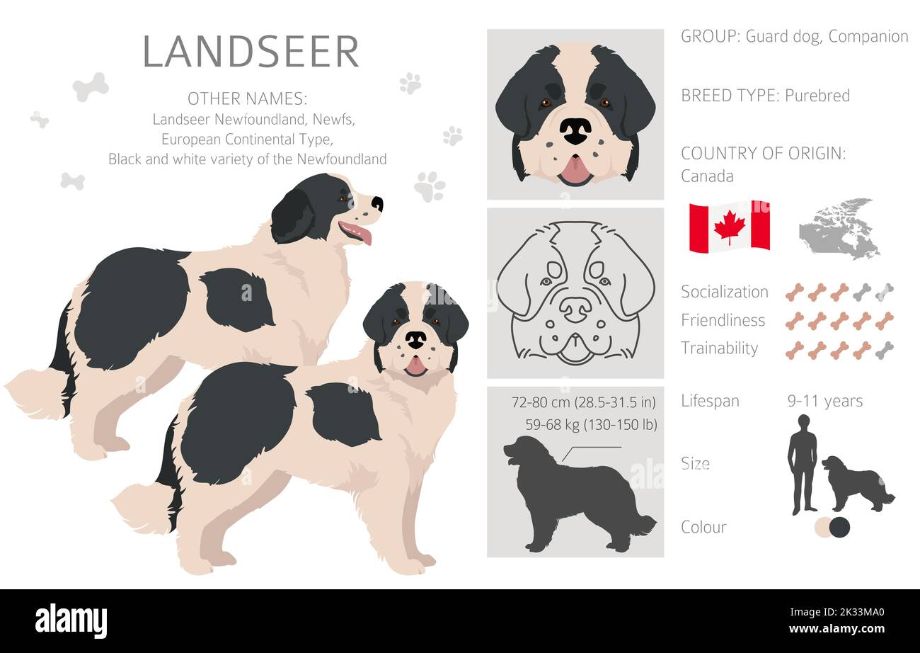 Landseer dog clipart. Different coat colors set. Vector illustration ...