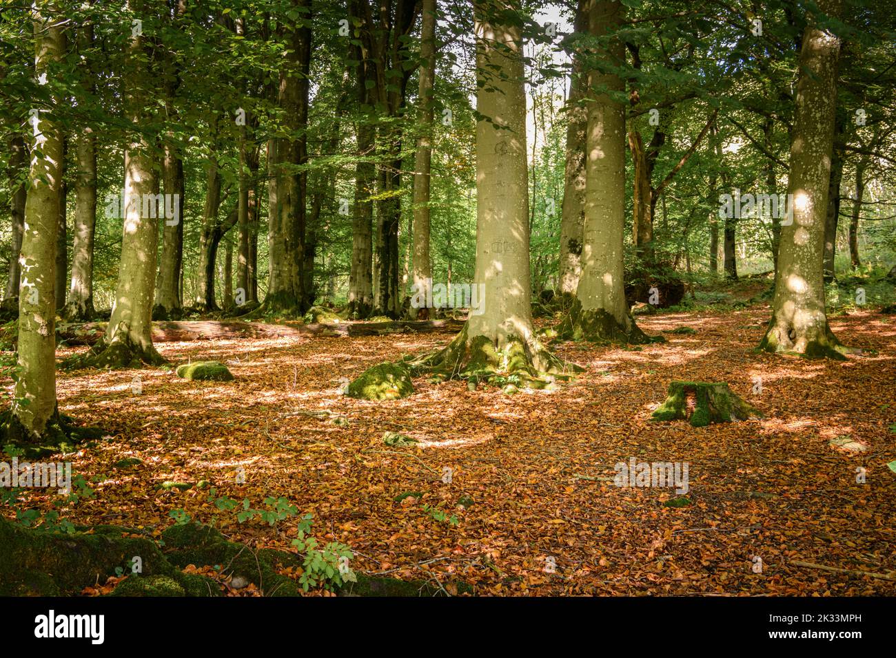 An autumnal HDR image of Grass Wood, a beech (Fagus sylvatica) woodland near Grassington, North Yorkshire, England. 23 September 2022 Stock Photo