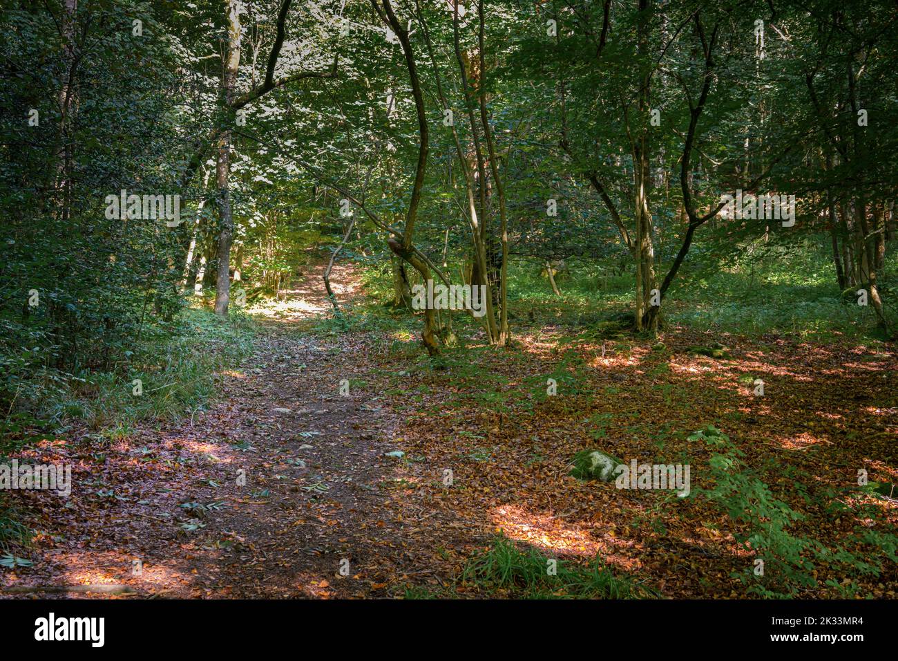 An autumnal HDR image a secluded glade with Fagus sylvatica, Common Beech and Ilex, holly, in Low Wood, Grassington, England, 23 September 2022 Stock Photo