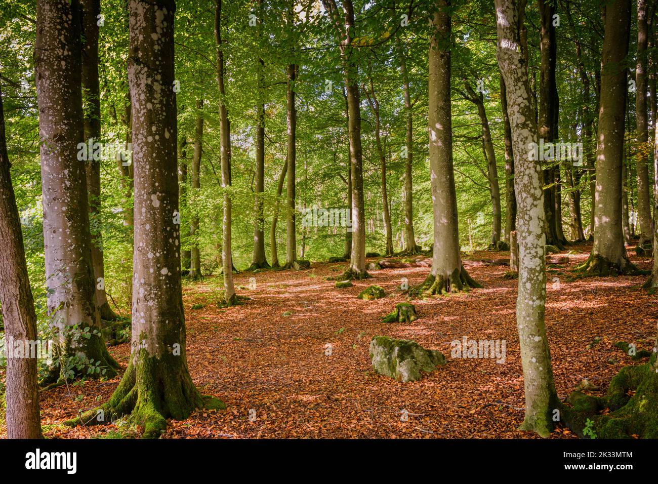 An autumnal HDR image of Grass Wood, a beech (Fagus sylvatica) woodland near Grassington, North Yorkshire, England. 23 September 2022 Stock Photo