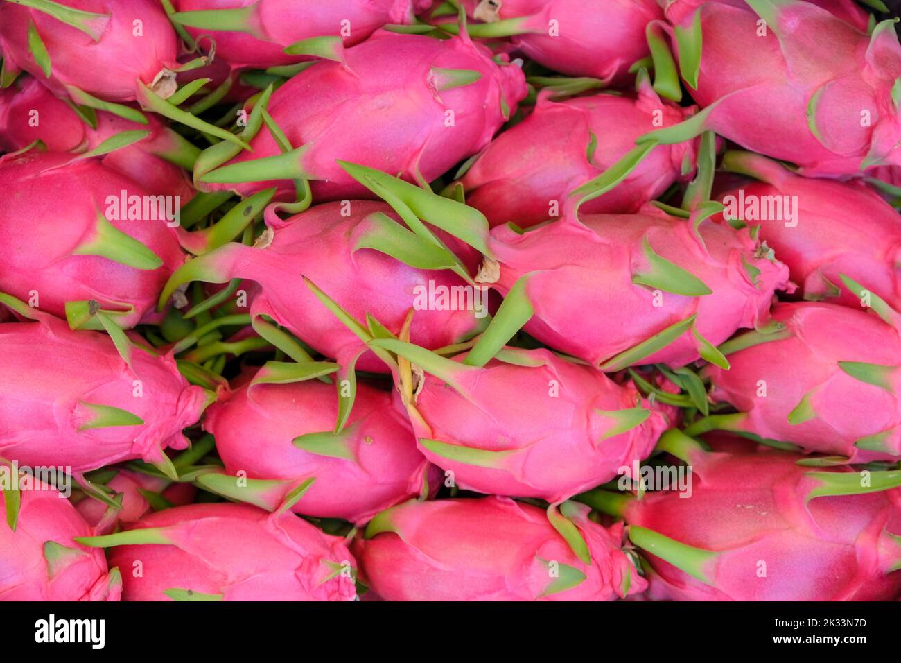 Pile of pitaya or dragon fruit, Big Bunch of Pink Dragon Fruits in