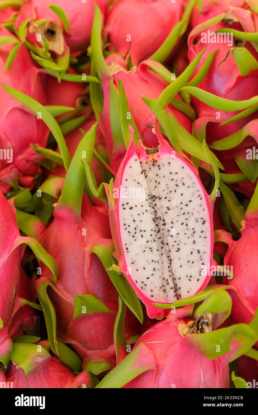 Pile of pitaya or dragon fruit, Big Bunch of Pink Dragon Fruits in traditional Market, Copy space. Stock Photo