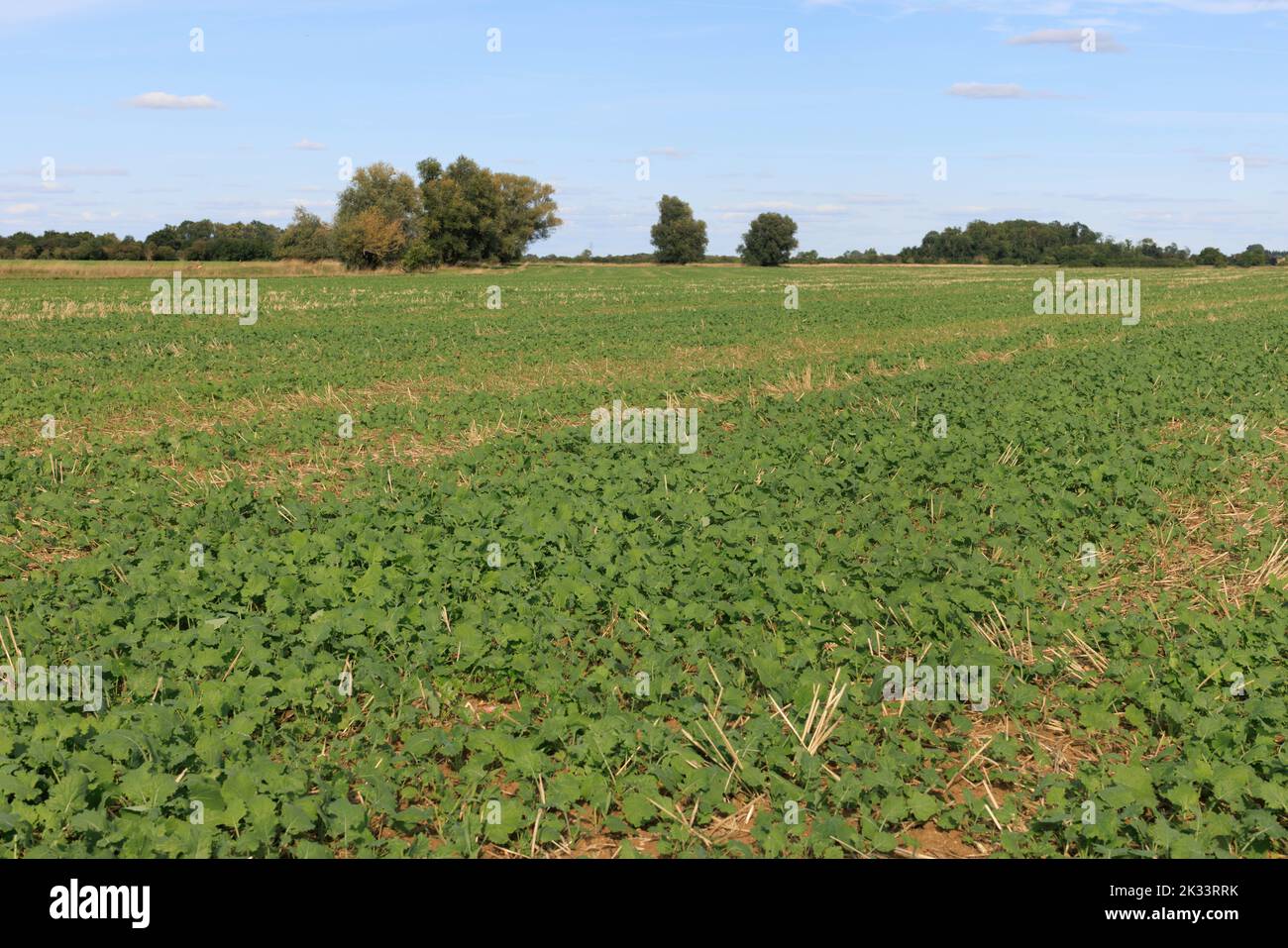 19th September 2022  Oilseed rape plants Stock Photo